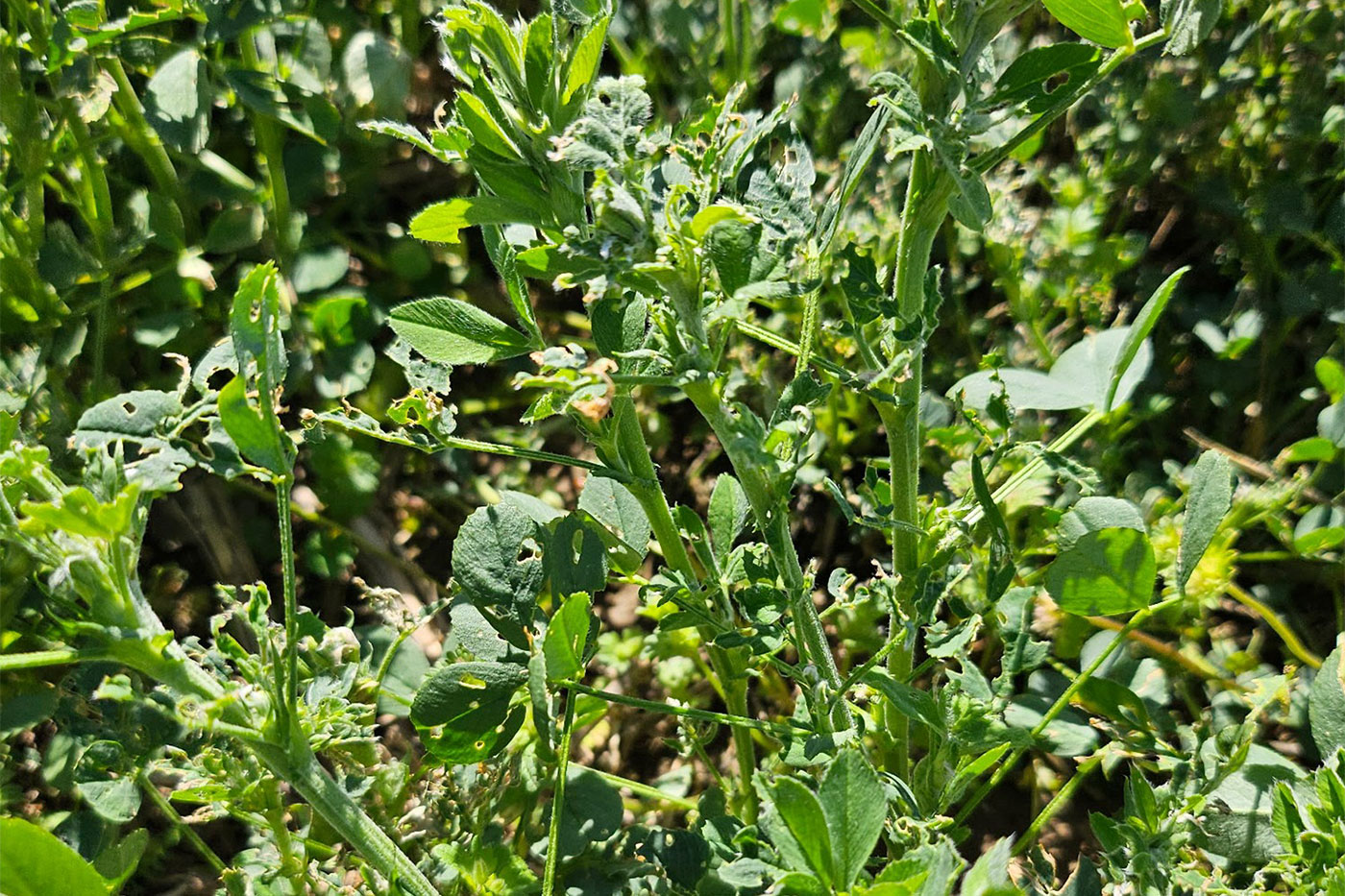 alfalfa in field with feeding damage